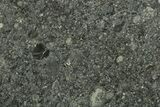 Polished Ghubara Meteorite Slice ( g) - Oman #247049-1